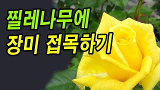찔레나무에 장미 접목(눈접)하기