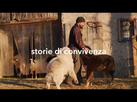 Storie di Convivenza - DANIEL, pastore in Trentino
