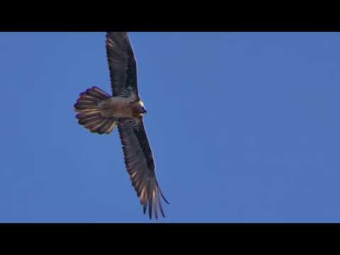 Aquila e gipeto nel Parco Nazionale Gran Paradiso