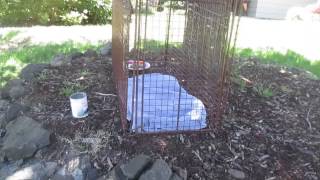 Setting up a humane trap for a missing or loose dog