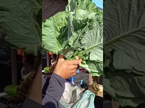 vídeo completo no canal feira livre de vila Quebec camutanga PE