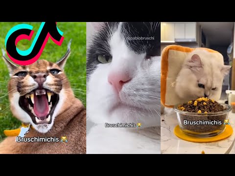 BRUSCHIMICHIS😹💗 1 hora de risa🐈💕! // #bruschimichis #humor