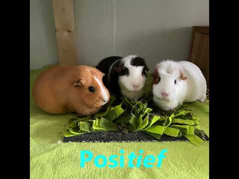 Frietboer - Positief