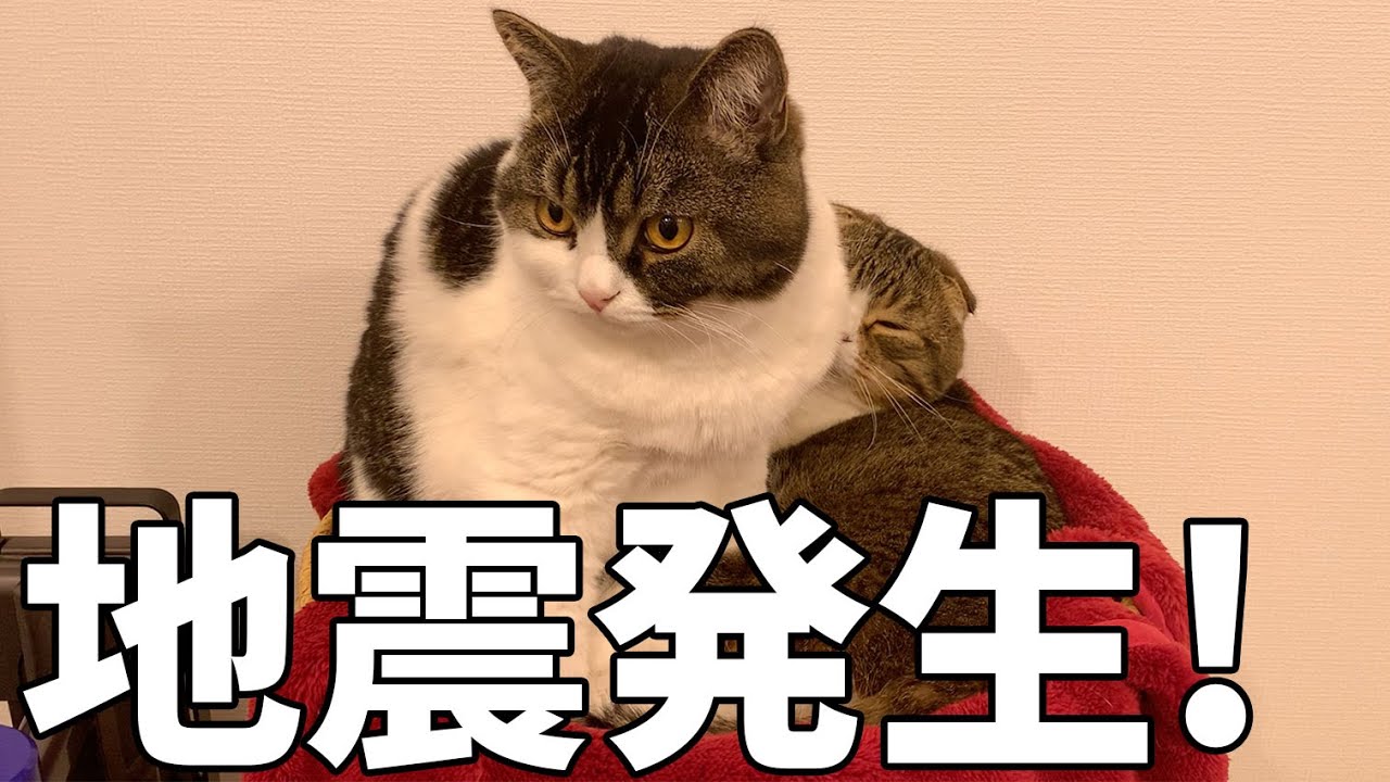 地震発生!パパ猫を守る息子猫