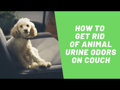 How to Get Cat or Dog Pee Out of a Couch | SOS Odours