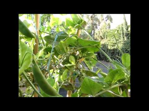 Growing Sugar Snap Peas at home; A delicious & beautiful plant
