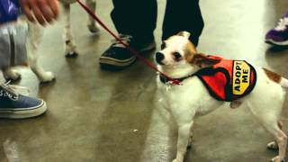 2015 Northern Indiana Pet Expo Highlights