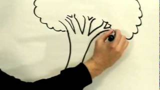 How to Draw a Cartoon Tree Cartoon