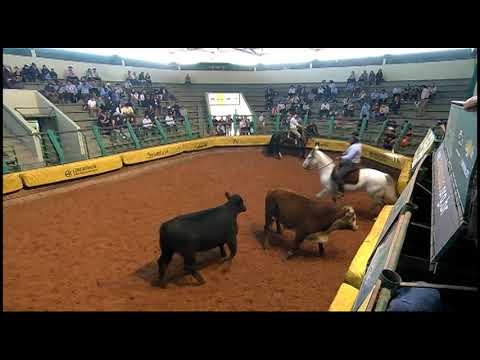 Classificatória Gaúcha - 7º lugar fêmeas - Marietta da Bela Aliança - (Mangueira II)