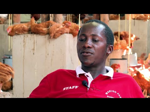 Chicken:Starting a Successful 5000 Capacity Layer Farm -Step by Step Guide with Dr. Waiswa Mark Prt2