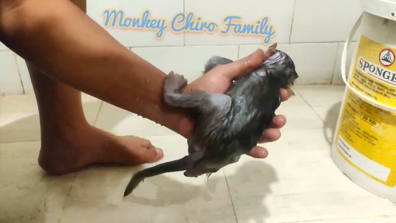 Baby Monkey Boy Rinse after playing at the beach 