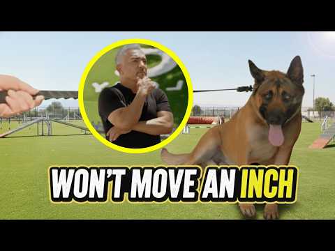 How Fear in Humans Becomes Aggression in Dogs | Better Human Better Dog | S3E06