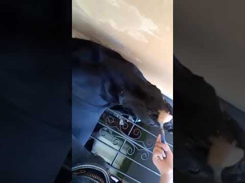 my pet SJFR 4C C7 G2U2