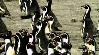 Desert Penguins
