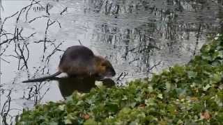preview picture of video 'Nutria / Bisamratte on the rocks in Schloss Rheydt'