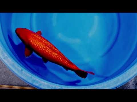 20251225 Top Quality Nisai Ginrin Benigoi Female 58 cm Ogata Taiho (SOLD)