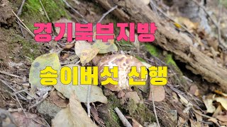 경기북부지방 2023년 10월 12일 송이버섯 자생지에 다녀왔어요  자연산송이버섯산행
