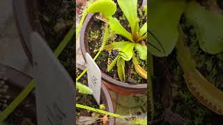 DANGEROUS MISTAKE MADE LIVE FEEDING A BLACK WIDOW TO MY CARNIVOROUS PLANT VENUS FLYTRAP