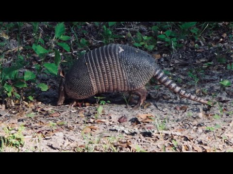 El pitero canción folclórica