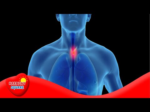 What is the Larynx - More Science on the Learning Videos Channel