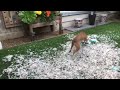 Dog Destroys Owners Favorite Pillow In The Backyard 1357792