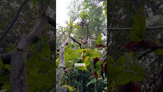 Download lagu Suara pikat burung kecil ampuh ... Point burung mantenan jantan #burungkicaudialamliar #birds mp3 Download lagu Suara pikat burung kecil ampuh ... Point burung mantenan jantan #burungkicaudialamliar #birds mp3