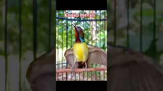 Download lagu korlap gaya menari // Manggar gacor #kolibrikelapa #kolibrimanggar #shorts mp3 Download lagu korlap gaya menari // Manggar gacor #kolibrikelapa #kolibrimanggar #shorts mp3