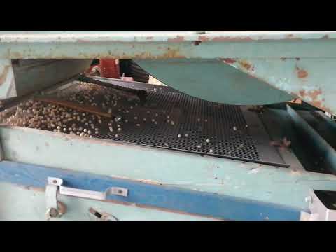 Petkus K212 czyszczenie grochu siewneko #petkus #groch#wialnia#agro #siew