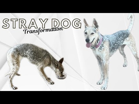 Update on our Dog Luna