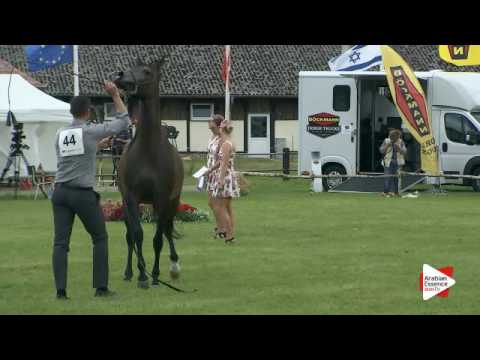 N.44 AMIRA BINT AMIR IBN AL AMRYA - Ströhen 2016 C-Show - Mares 4-6 years old (Class 9)