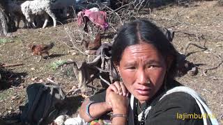 preview picture of video 'local economy depend upon shepherd family || sheep farm || nepali shepherd ||'