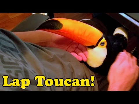 My Toucan is basically a lap dog!
