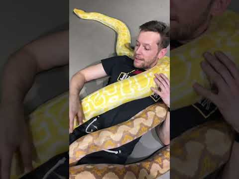 Najdłuższe węże w Gadolandzie #wąż. #gad #gady #gadoland #anakonda #anaconda