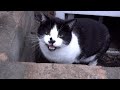 Tuxedo Cat Meowing As If She Is Crying