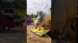 Download lagu Monster sapi PO SR jaya gunungkidul mp3