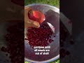 The EASIEST way to get pomegranate seeds out of the shell♥️ #fruit #shorts #shortsvideo #shortsfeed