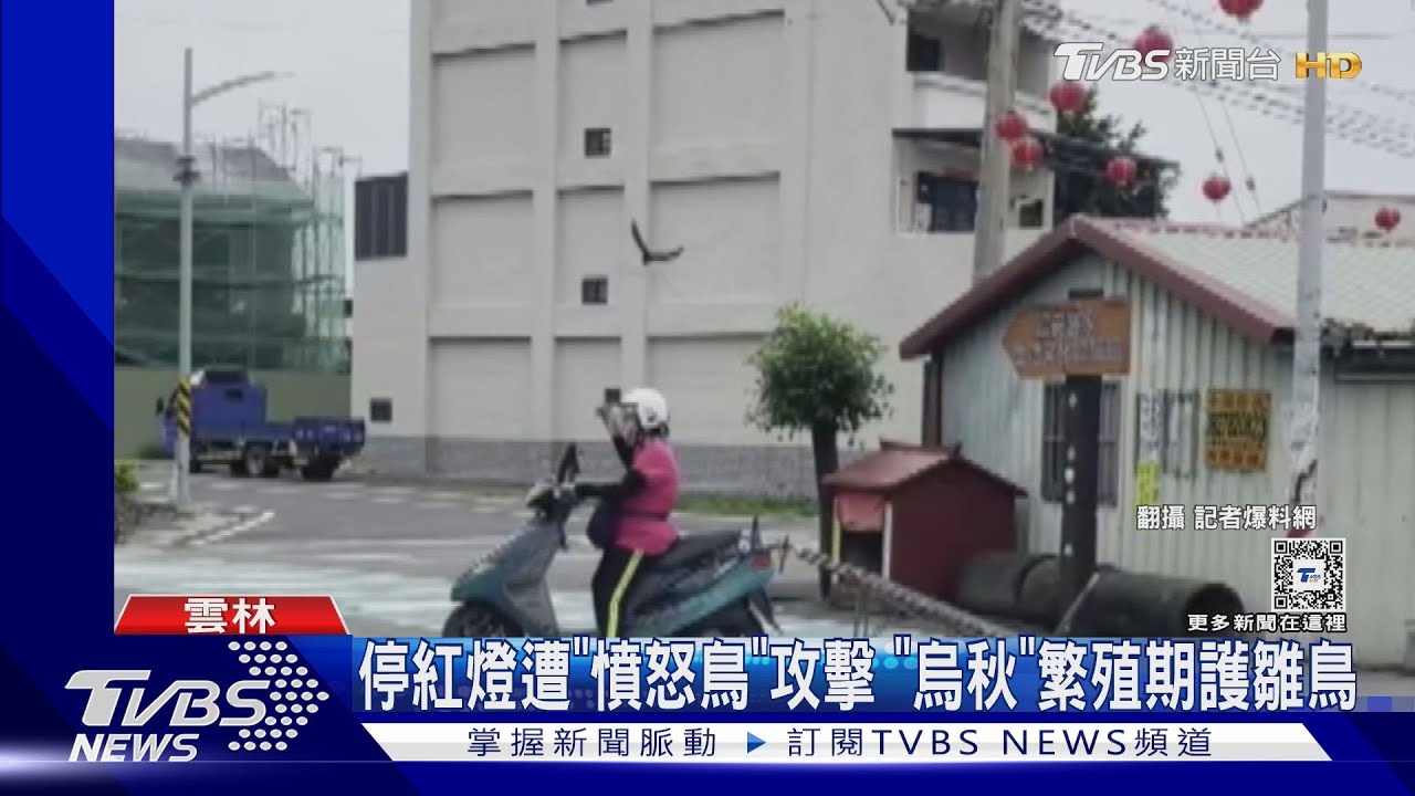 停紅燈遭「憤怒鳥」攻擊 「烏秋」繁殖期護雛鳥