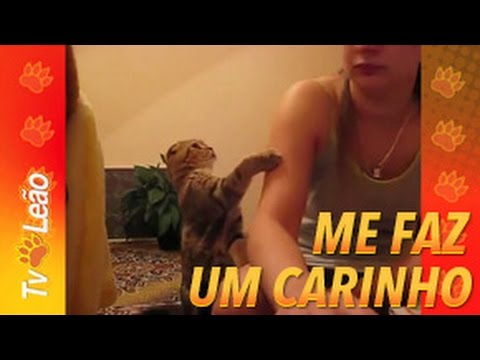 TV Leão - Leão na Rede - Me Faz Um Carinho