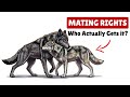 ​The Real Reason Wolves Follow Their Leaders (It’s Not Fear)