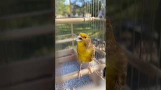 Download lagu Burung Kenari Jantan Bernyanyi untuk Burung Kenari Betina | Canario cantando | Buat Burung Kenari Anda Bernyanyi 100% mp3