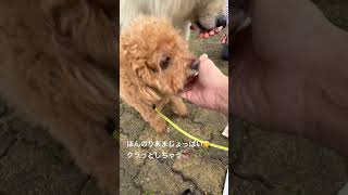 マルゲリータ　#米津玄師 #アイナジエンド #犬のいる暮らし #お散歩 #dog