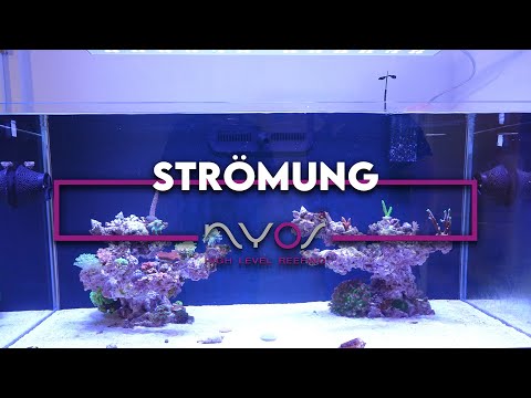 Strömung im Meerwasser Aquarium  - Meerwasseraquarium Beginner Serie von A - Z ​