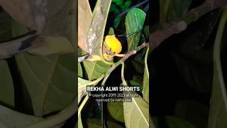 Download lagu gak nyangka burung cuit tidur rendah di pohon nangka #birds mp3 Download lagu gak nyangka burung cuit tidur rendah di pohon nangka #birds mp3