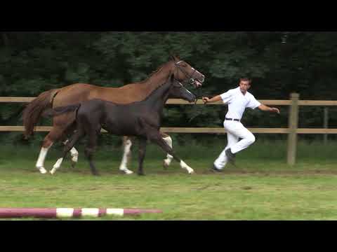 35. Glock's Toto jr. X Ferro (m) "ET"