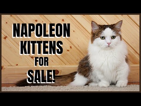 Napoleon Cat for Sale!