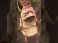 Mandrake Use Your Earplugs #shorts