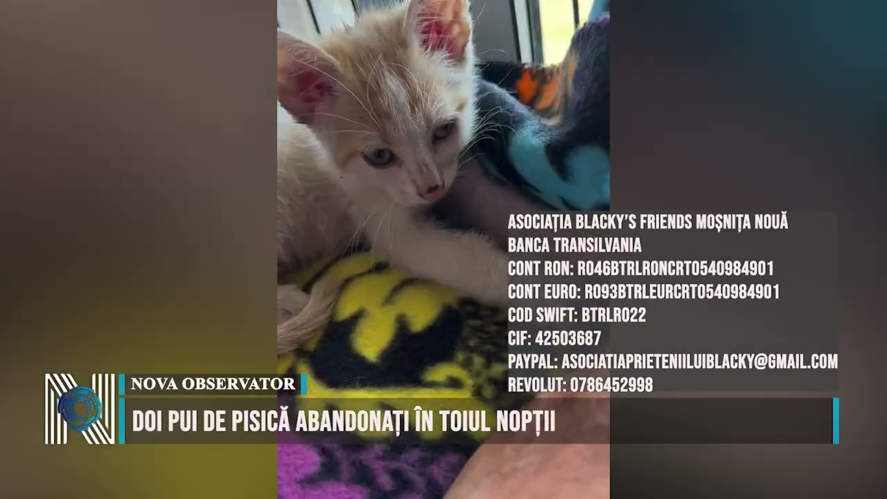 Doi pui de pisică abandonați în toiul nopții