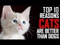 Top 10 Reasons Why Cats are Better than Dogs