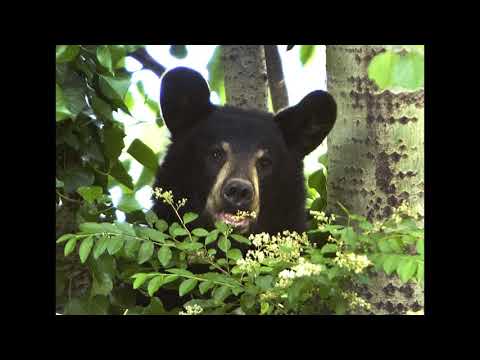 Cornwallis Collective - Greensboro Bear