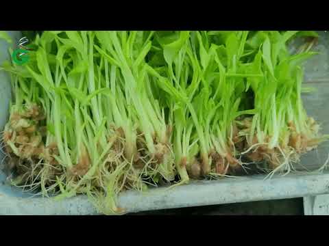 Yellow Turmeric- Net Pot Plant